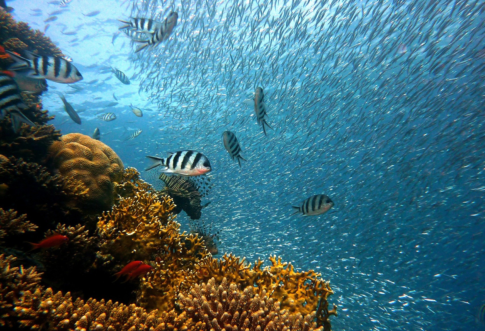 DIVING CANCUN