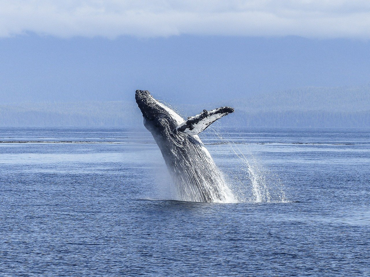ballena