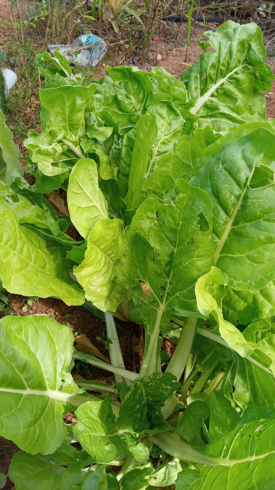 chard