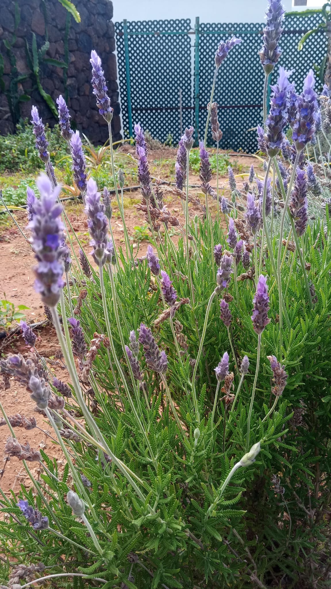Lavender