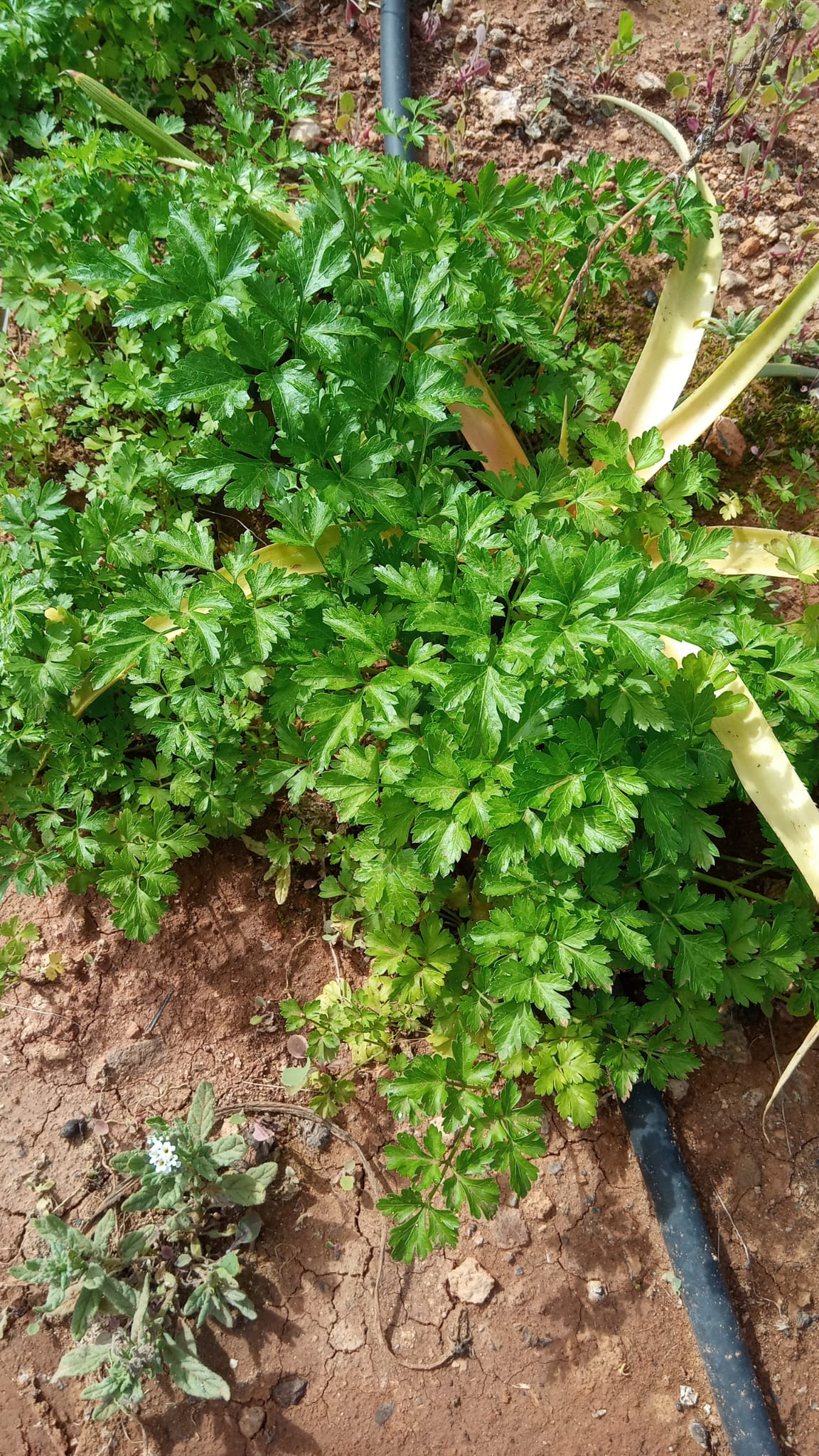 Parsley
