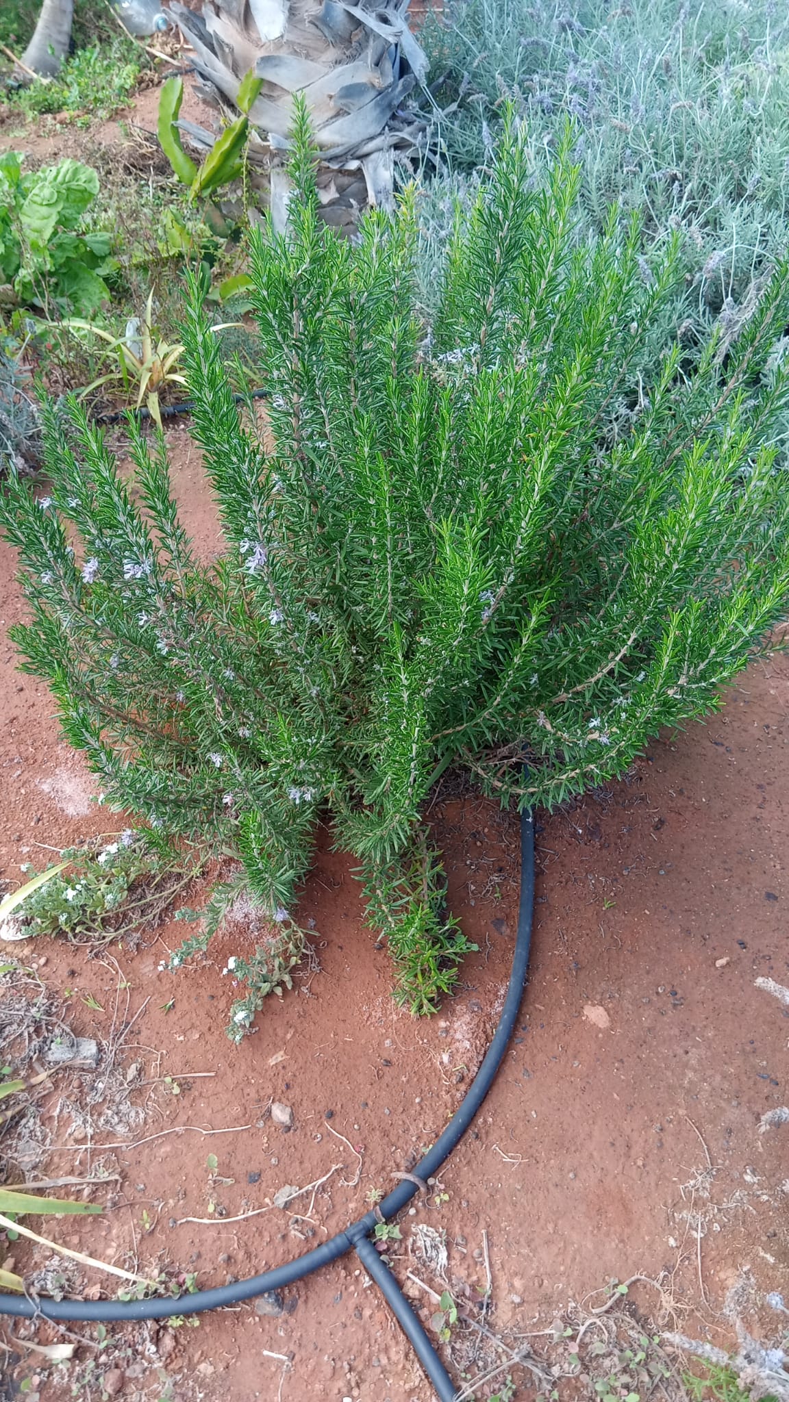  Rosemary