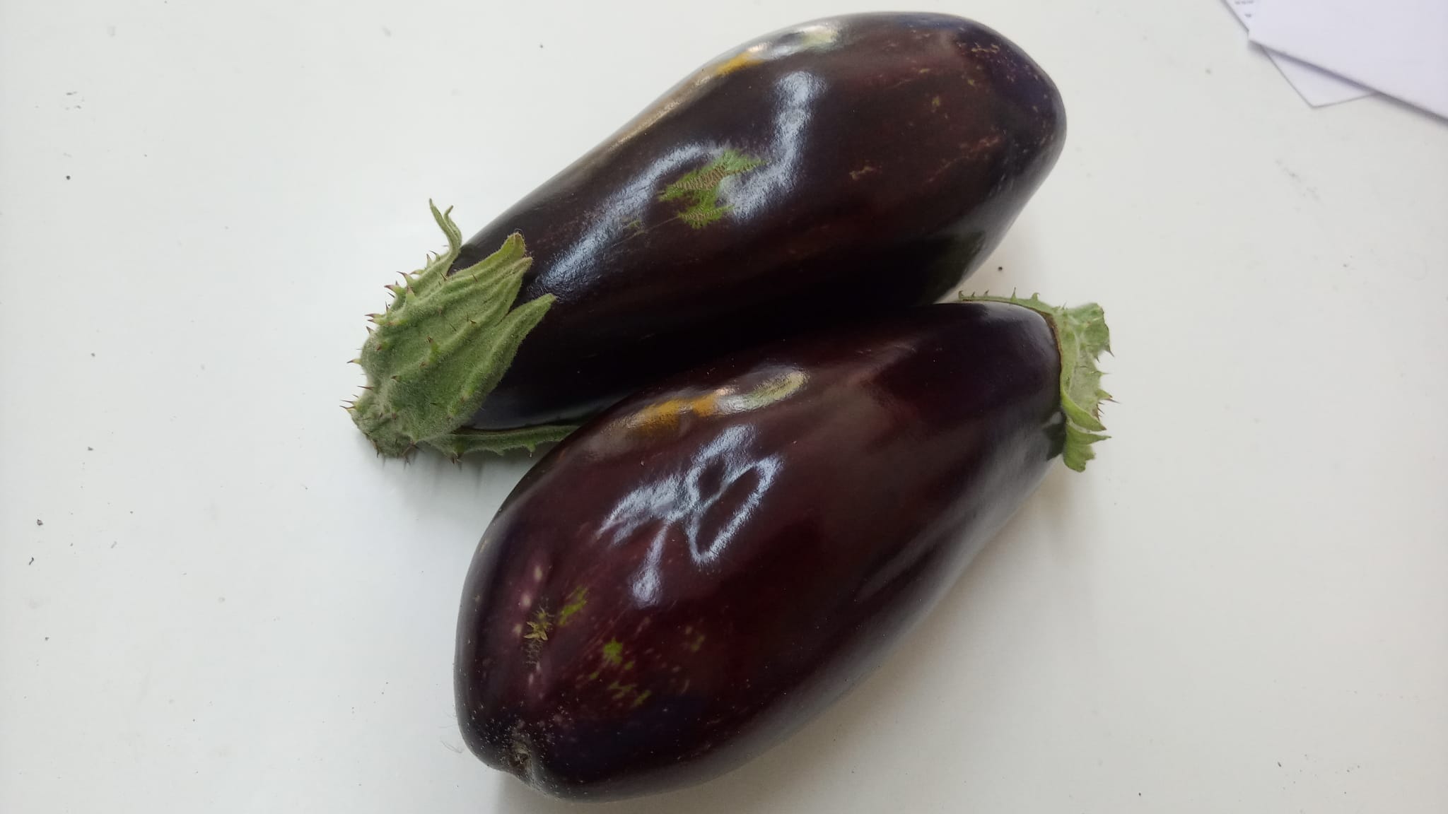 Eggplant