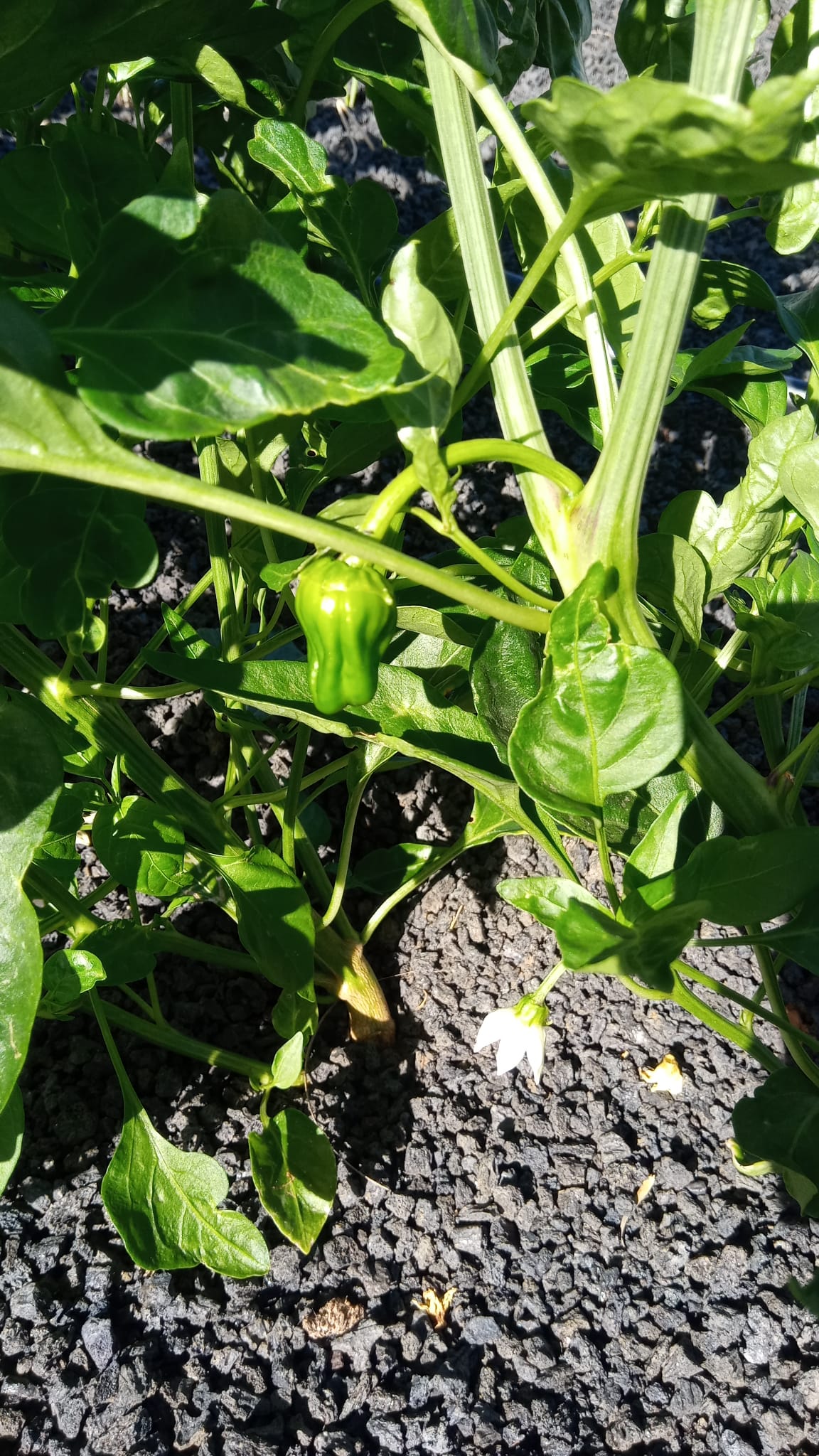 Padron pepper