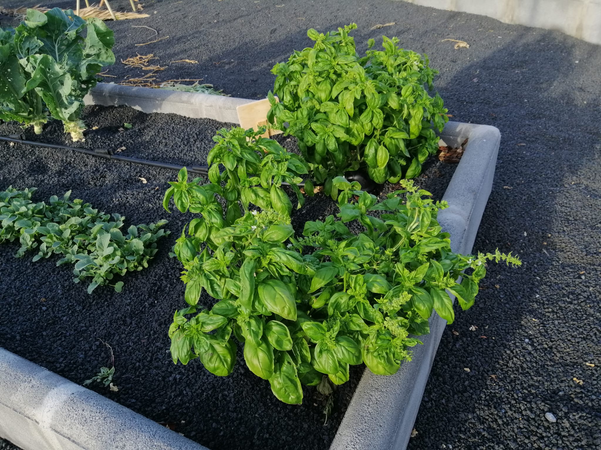 Basil