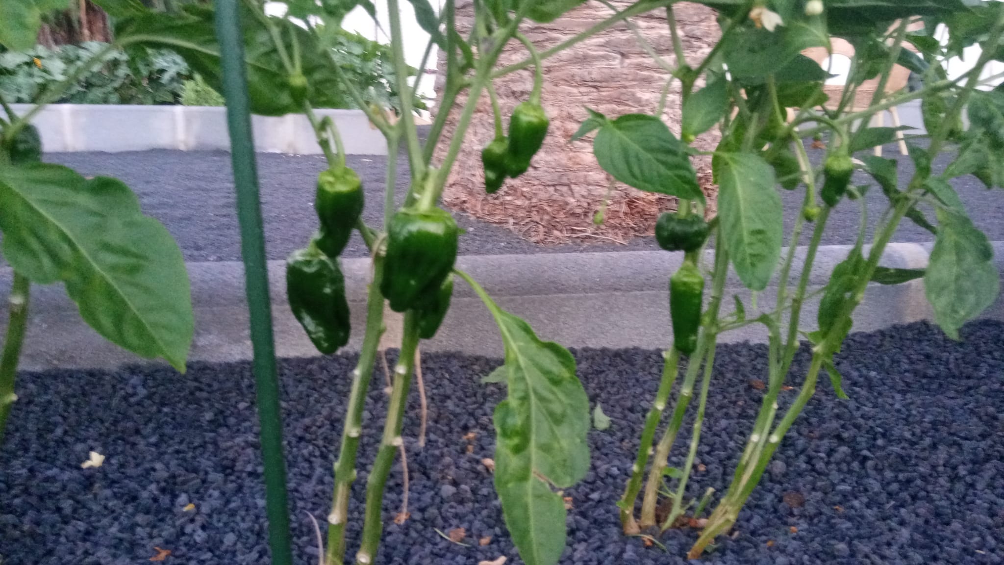 Peppers