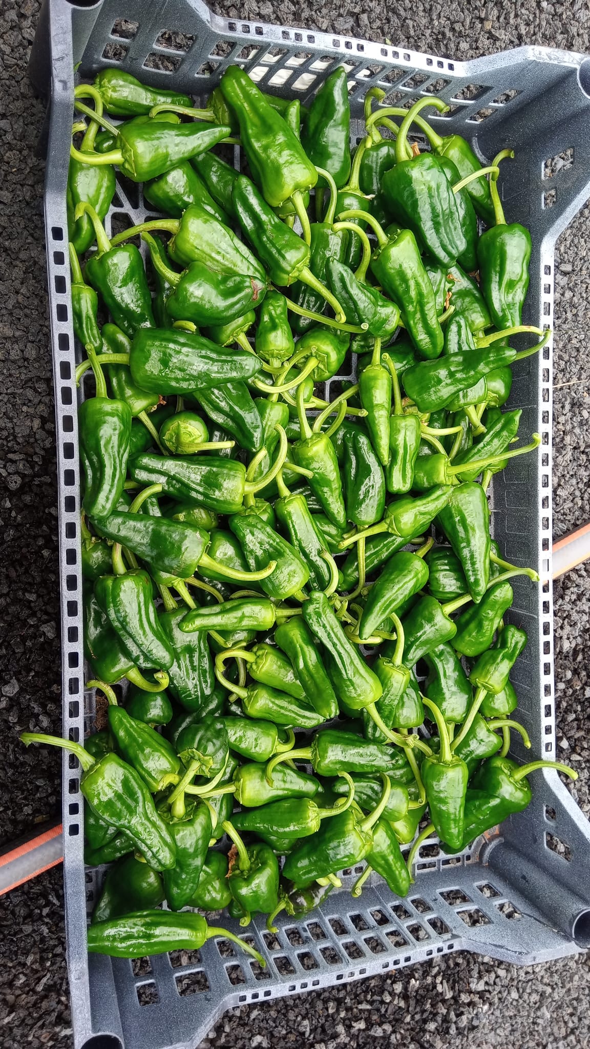 Peppers
