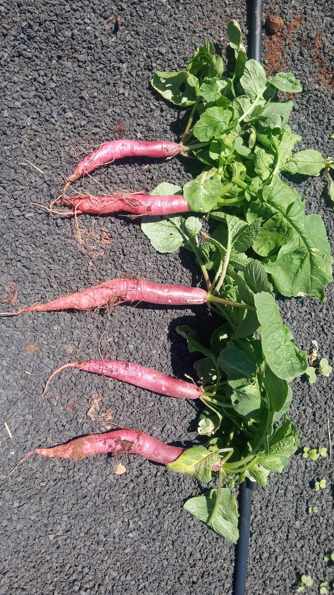 Radishes