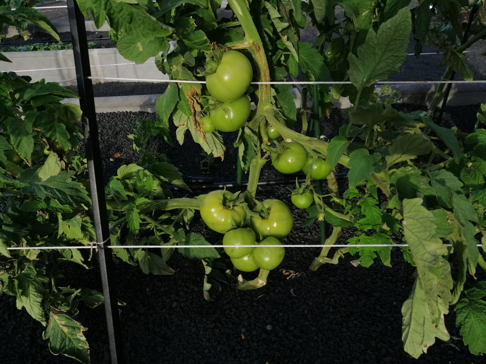 Canary tomatoes