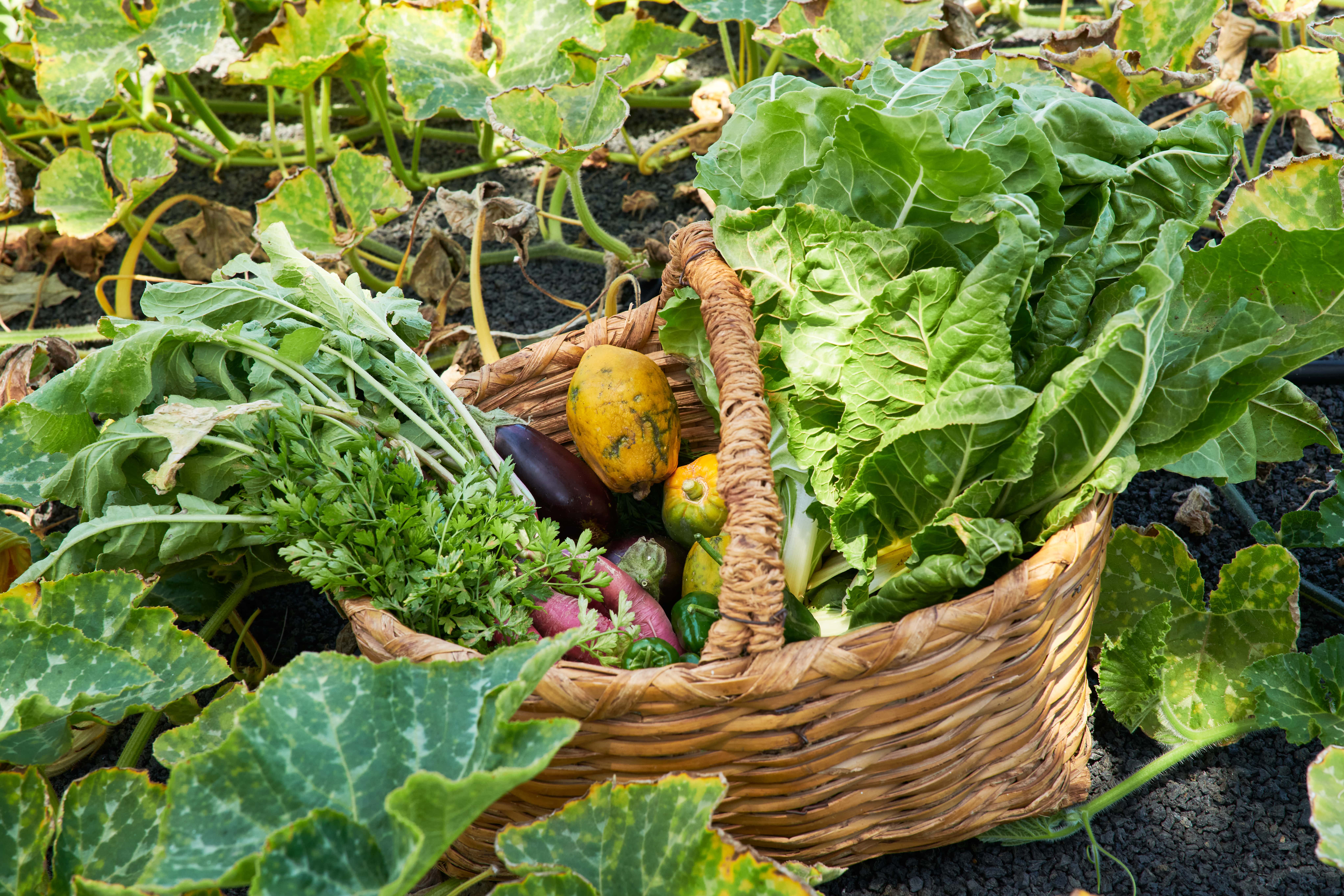 Atlantic Gardens 058