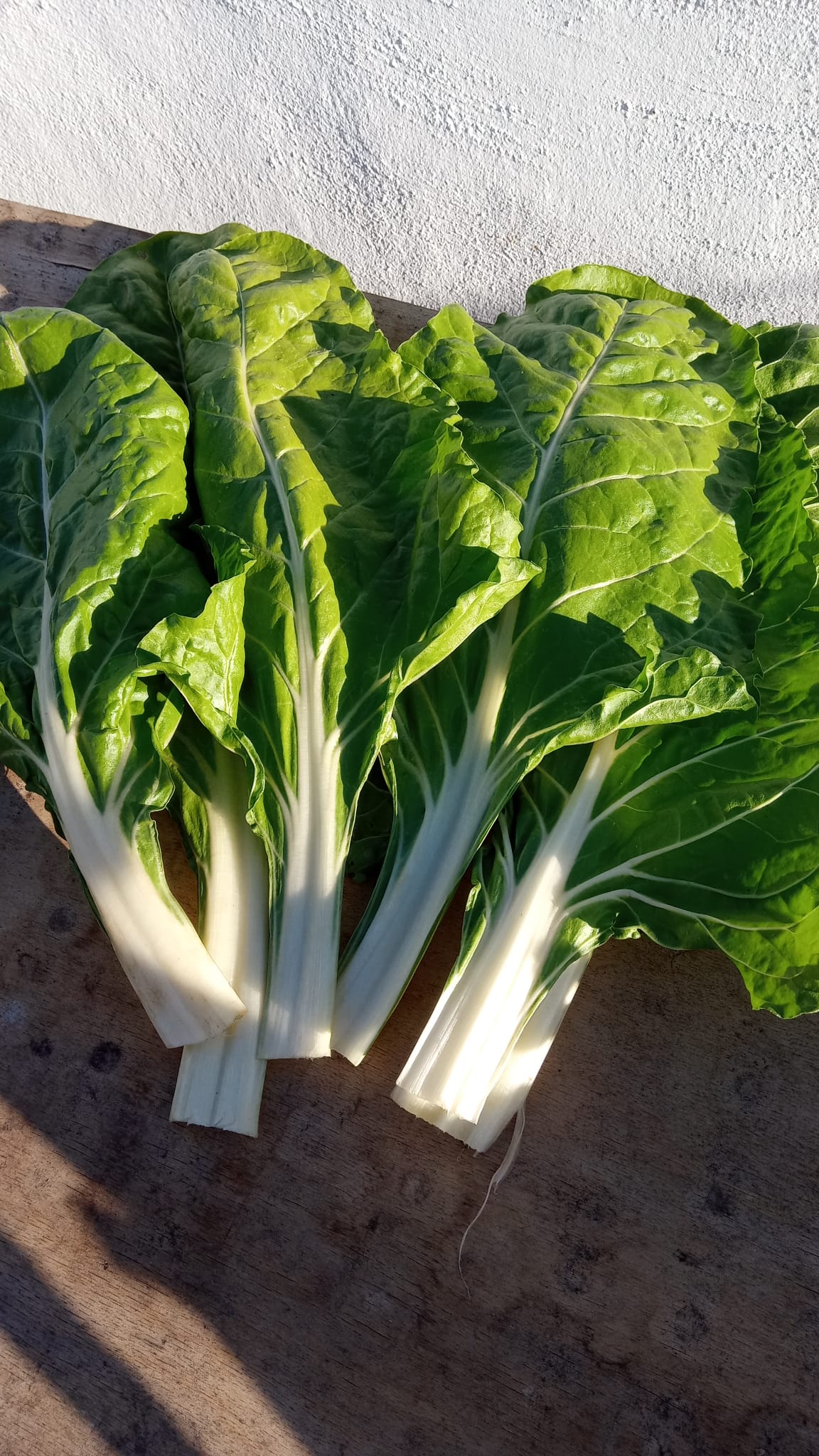 Chard