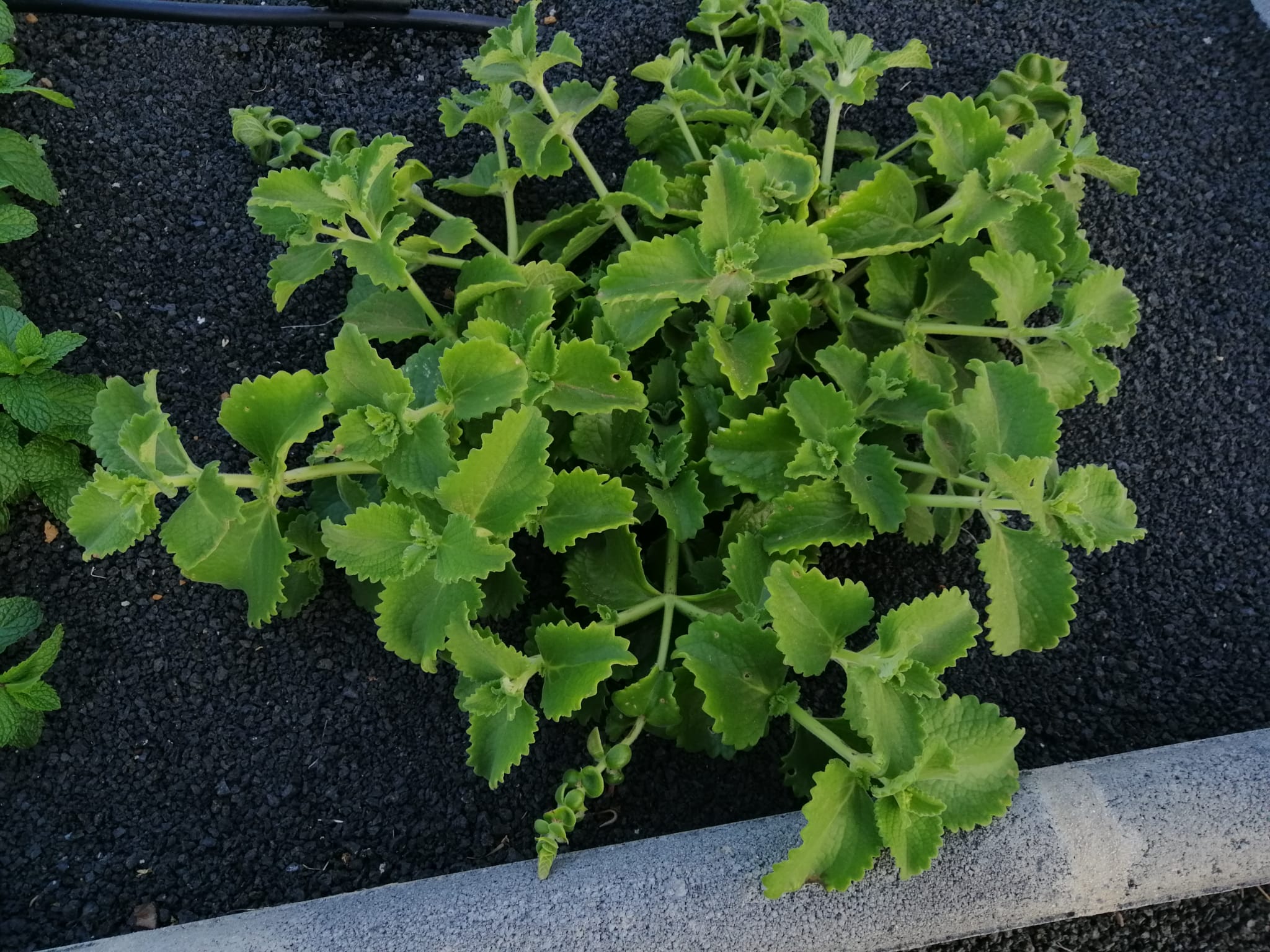 Cuban Oregano