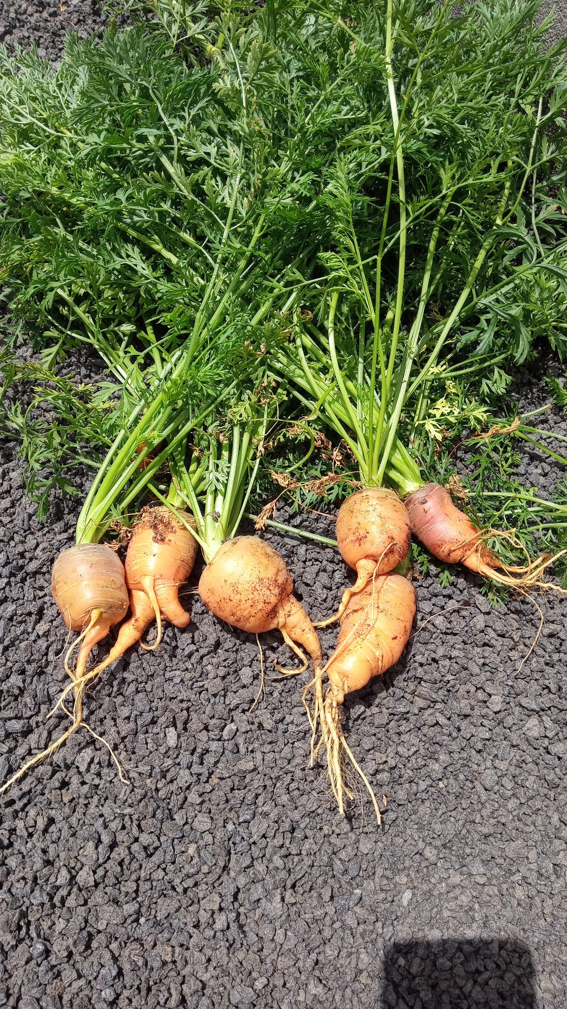 Carrots