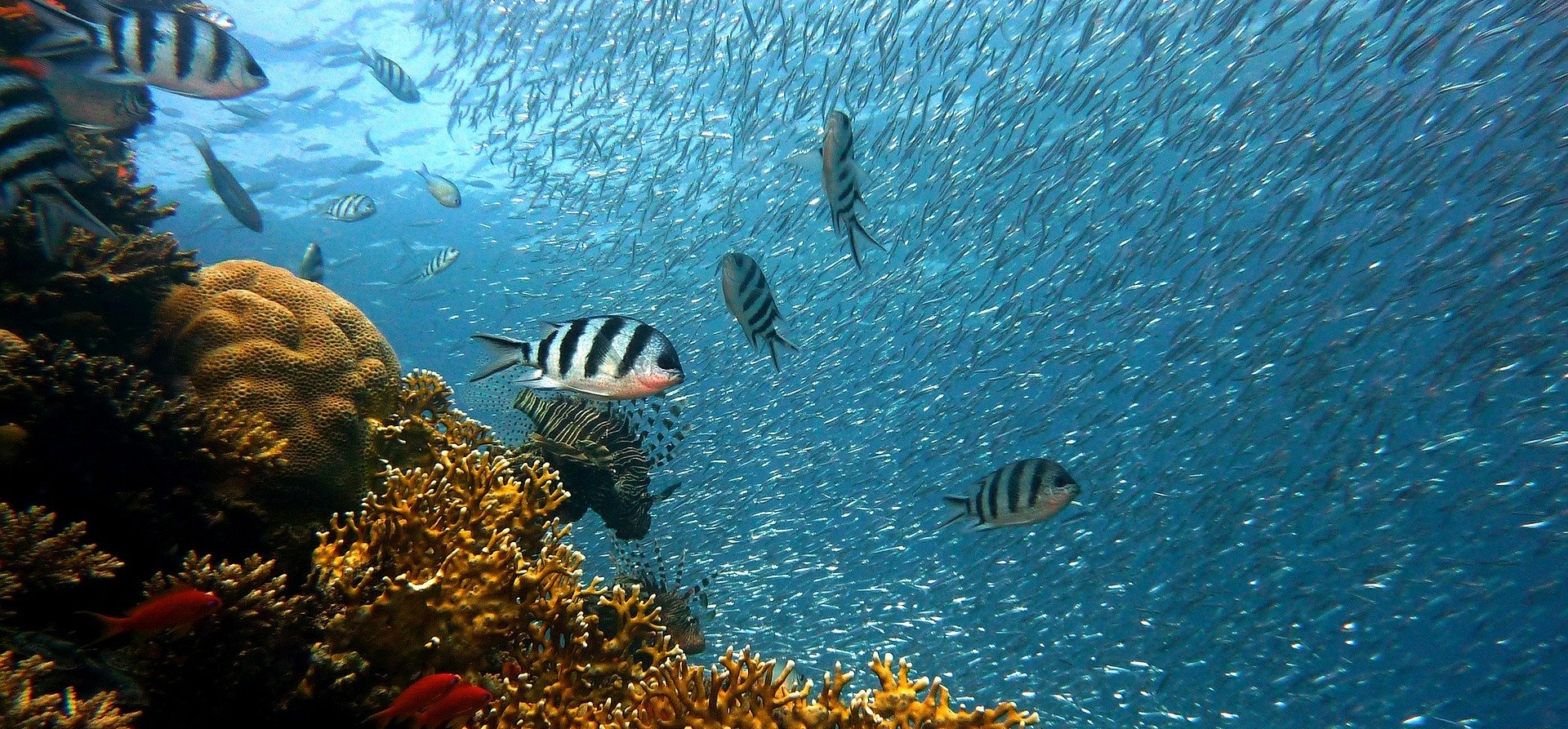 DIVING CANCUN DIVING CANCUN