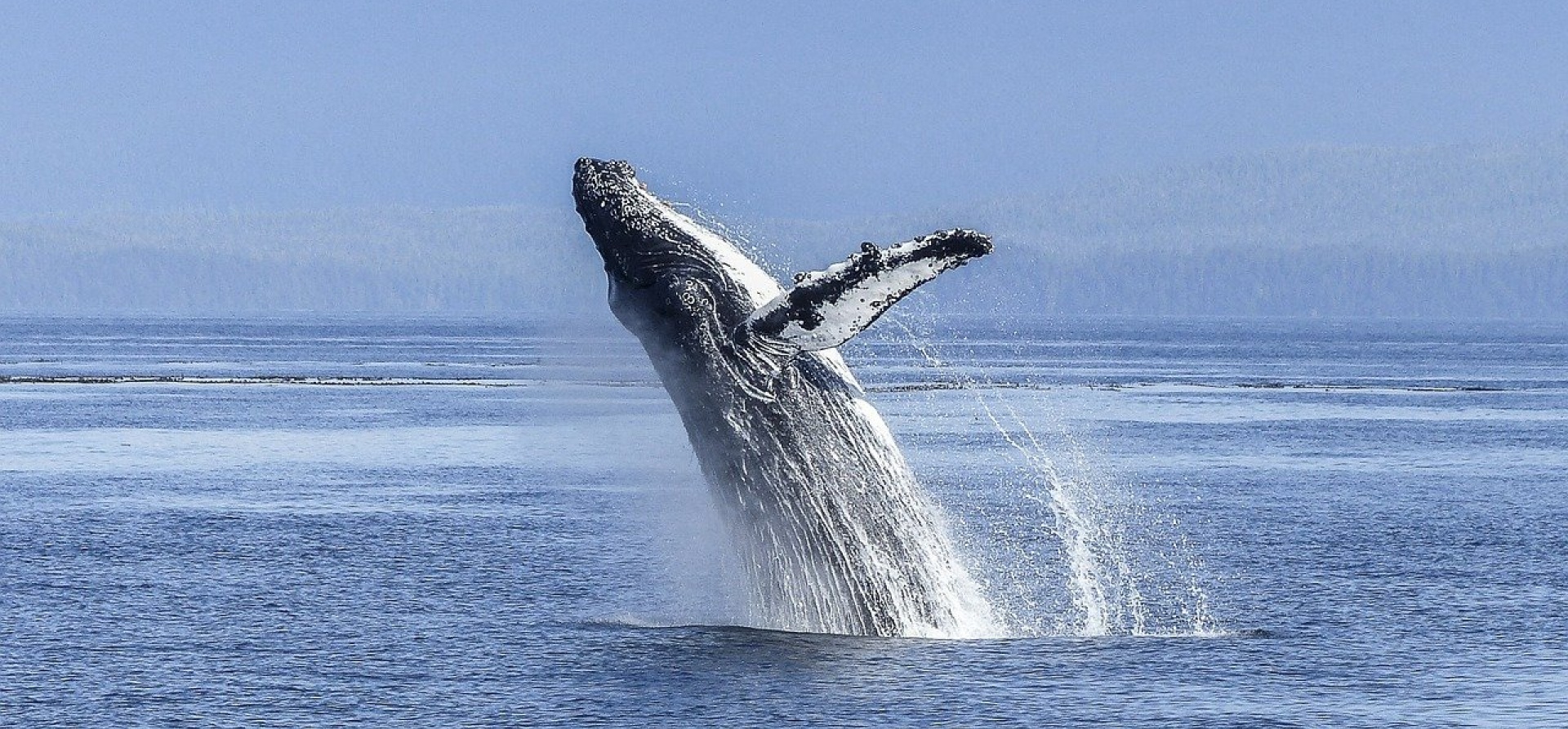 ATTRACTIONS ballena