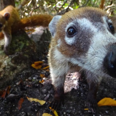 Sandos Caracol Animals & Wildlife | Mini Farm Sandos Caracol Animals & Wildlife | Mini Farm