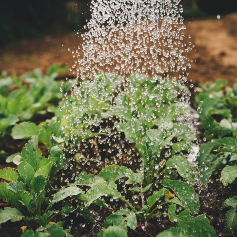Water the plants