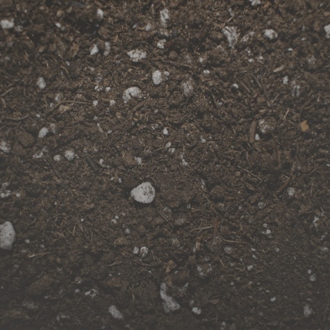Fertilize the plants