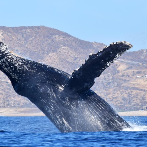 seek and go los cabos