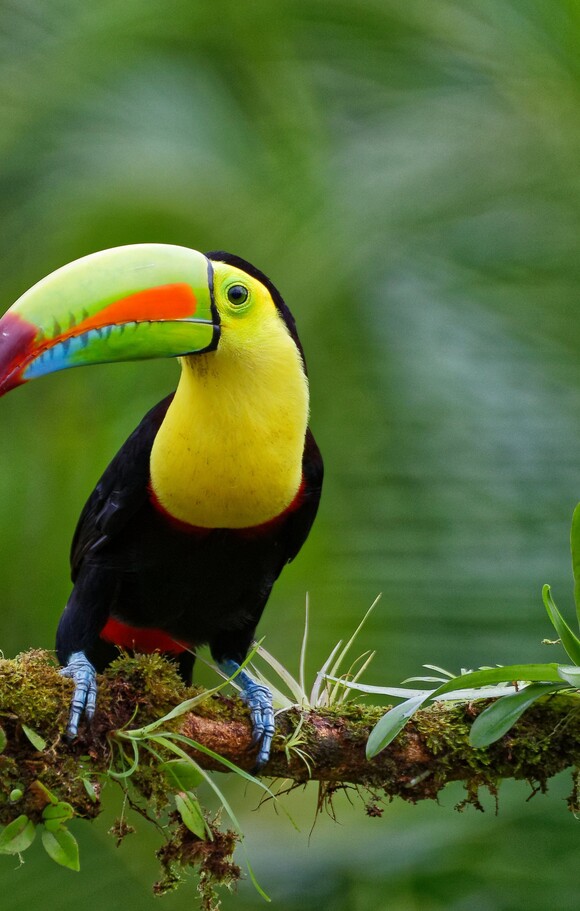 25 Birds You Can See in Playa del Carmen | Sandos