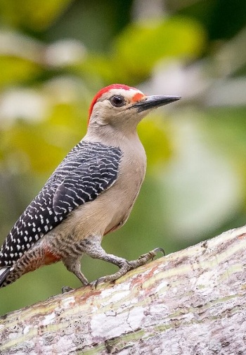 bird watching cancun