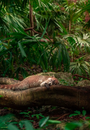 Sandos Caracol_Coati_Nature_01