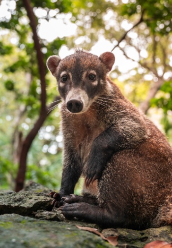 Sandos Caracol_Coati_Nature_02