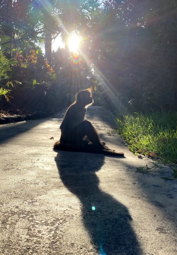 Sandos Blog Spider Monkey