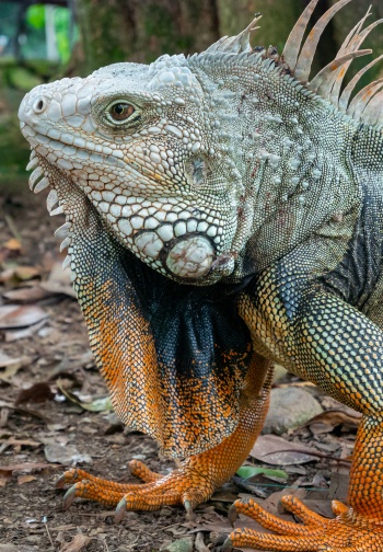 sandos amazing animals