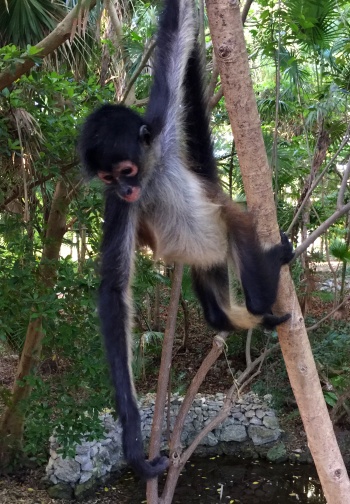 Sandos Caracol Mono araña