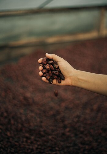 Granos-de-cacao.jpg