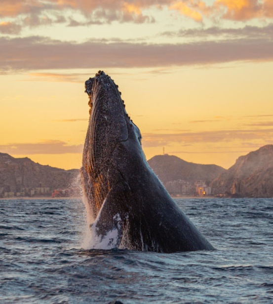 Whale Watching Los Cabos