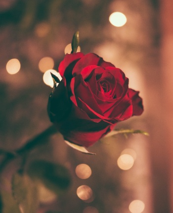 Romantic celebration