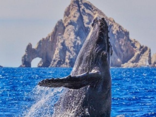 whale watching in los cabos