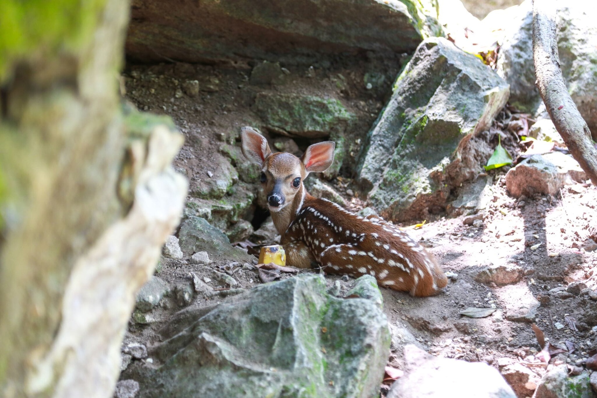 deer