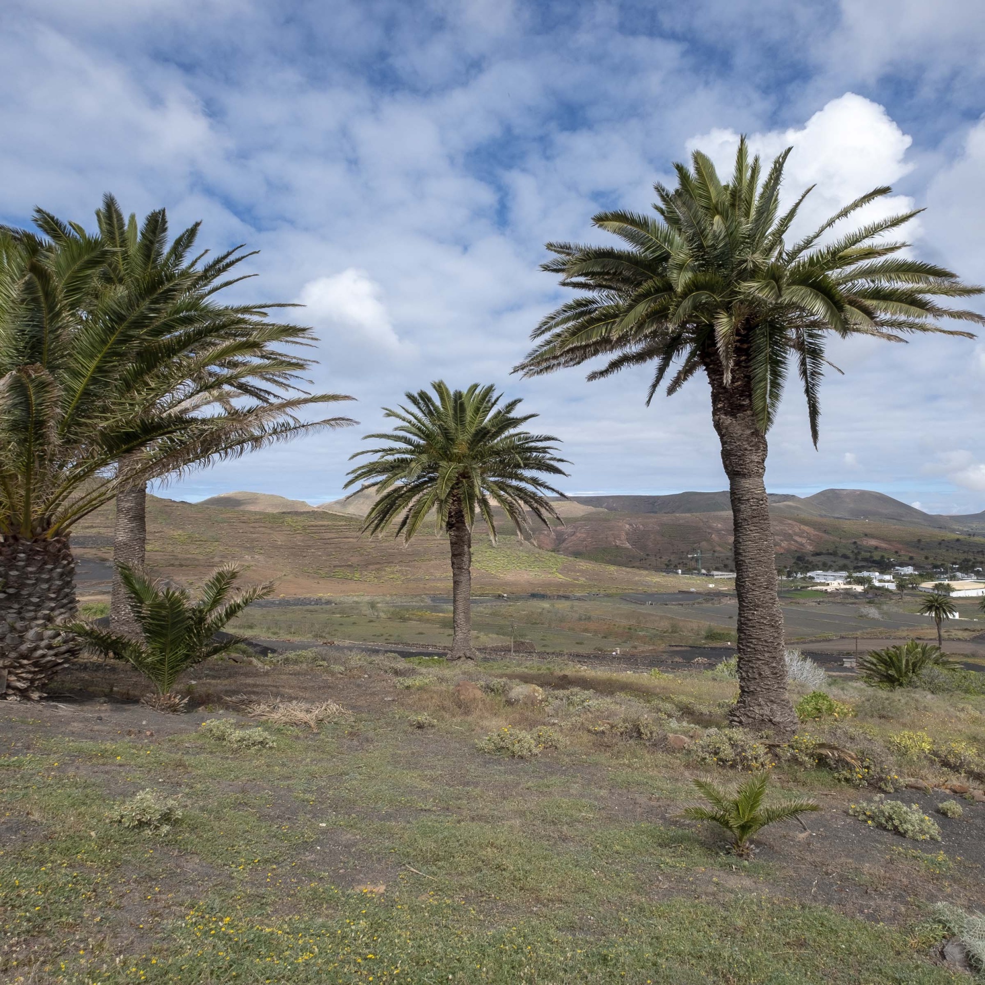 Haría Papagayo