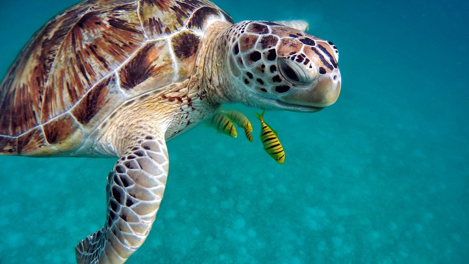 Sandos Playacar Tours