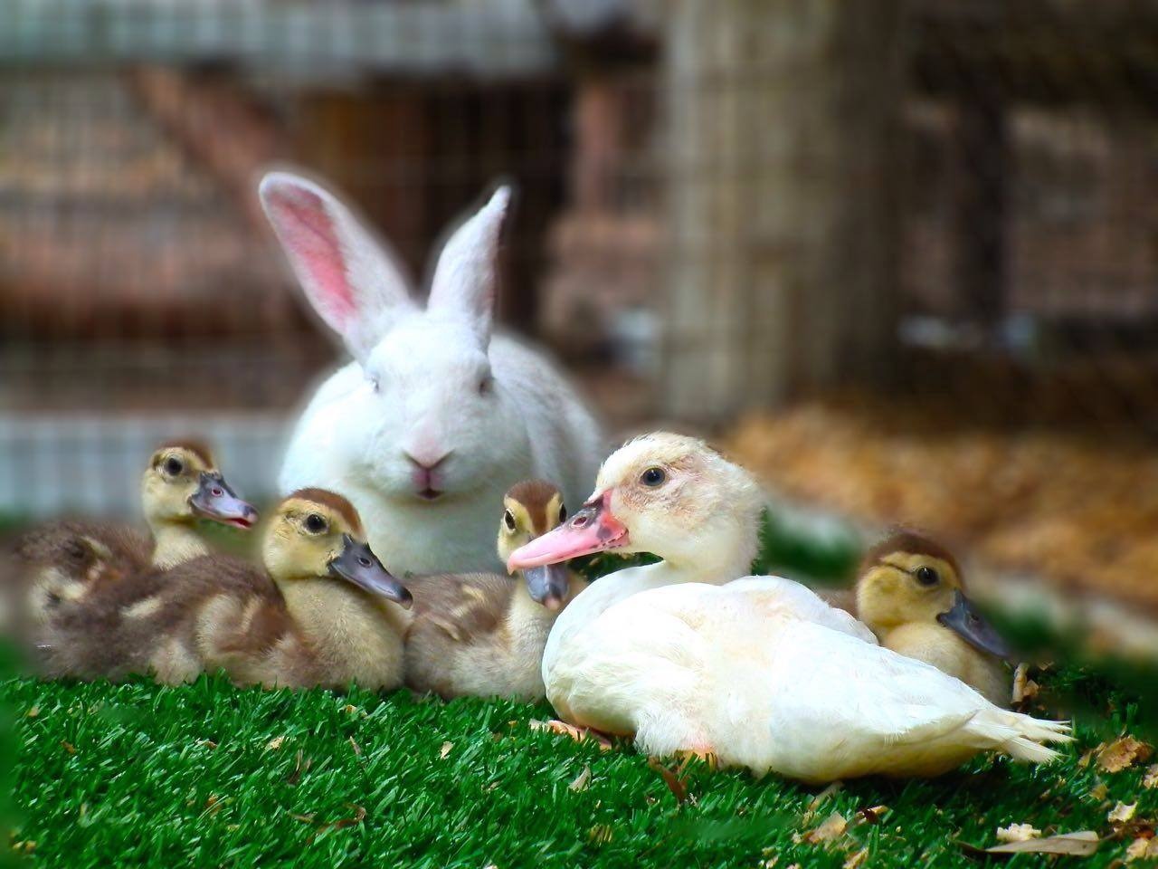 mini farm