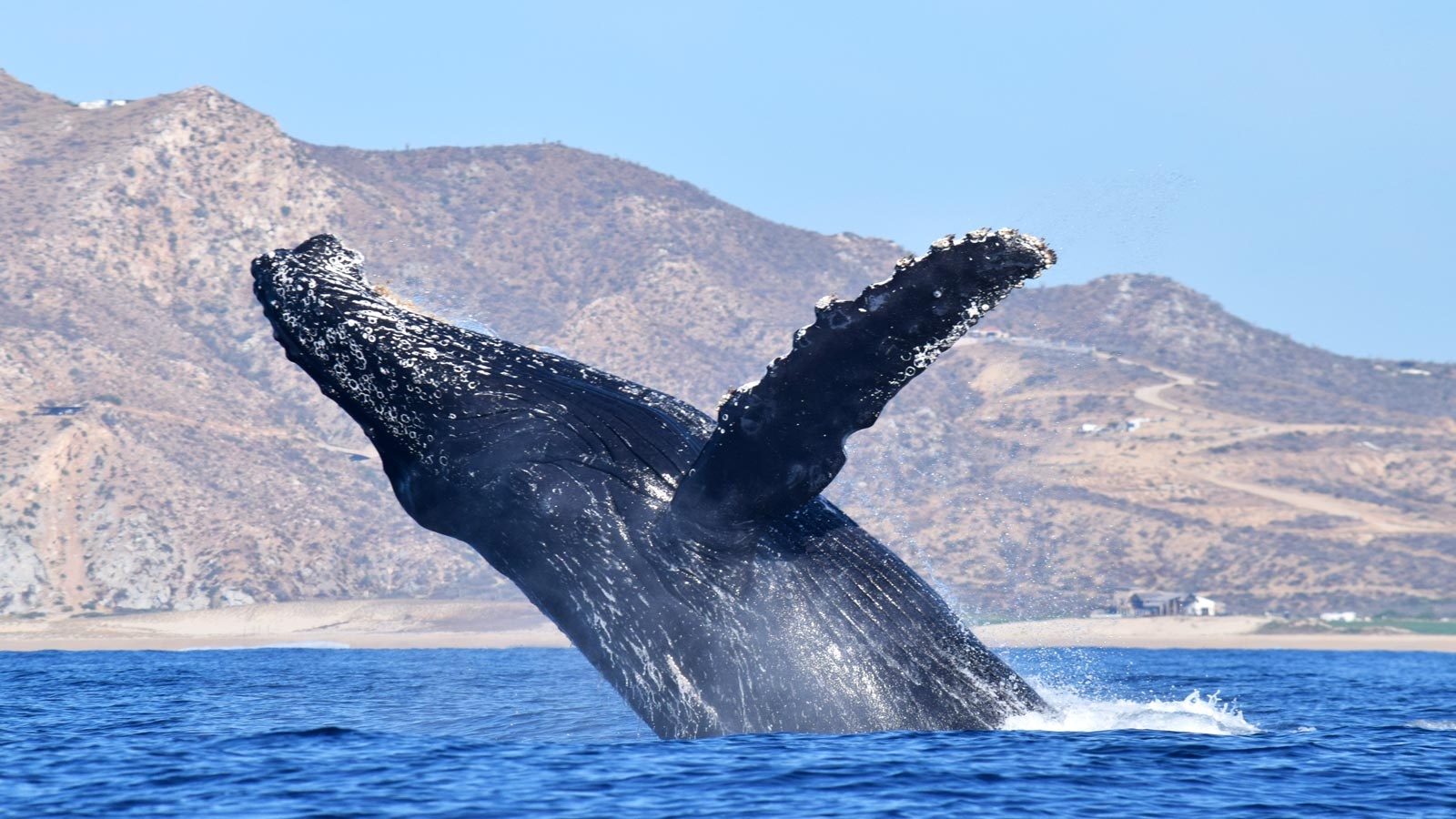 whale watchers los cabos