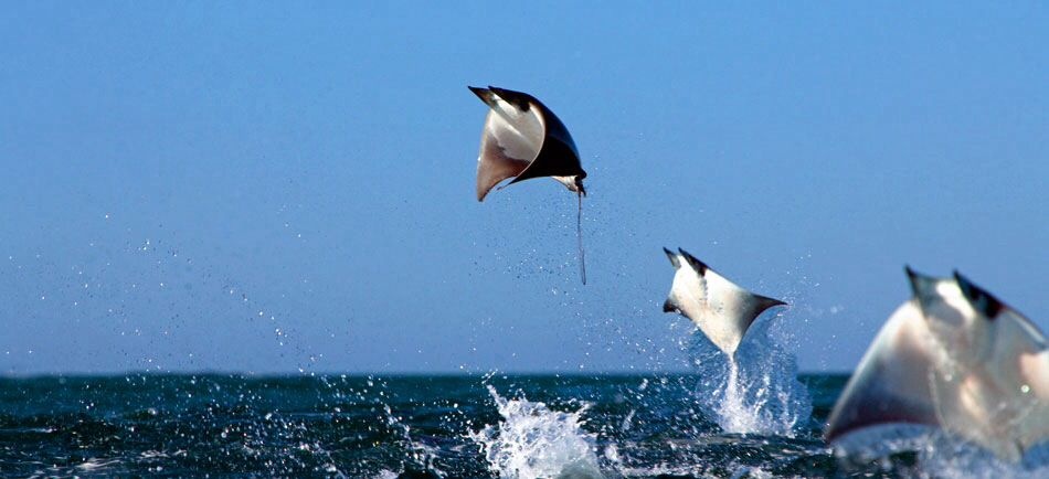 mantarraya