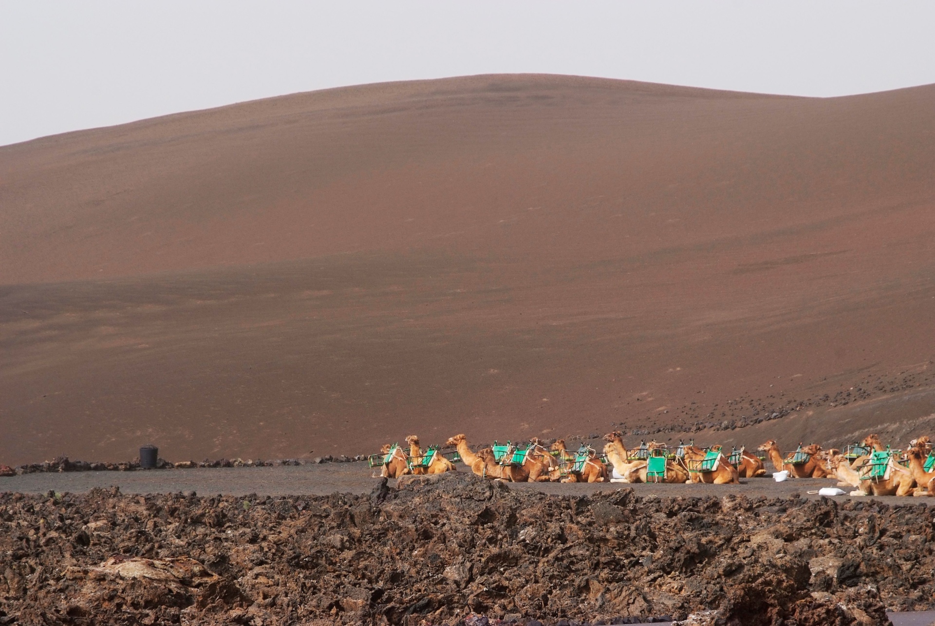 CAMELLOS LANZAROTE