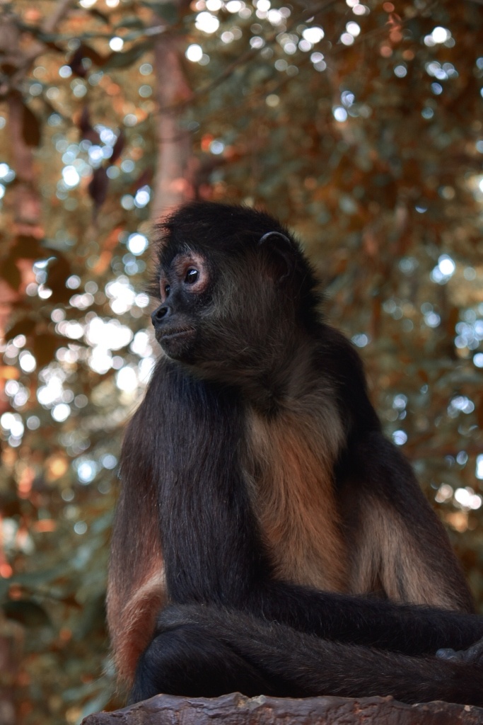 Animals of Sandos