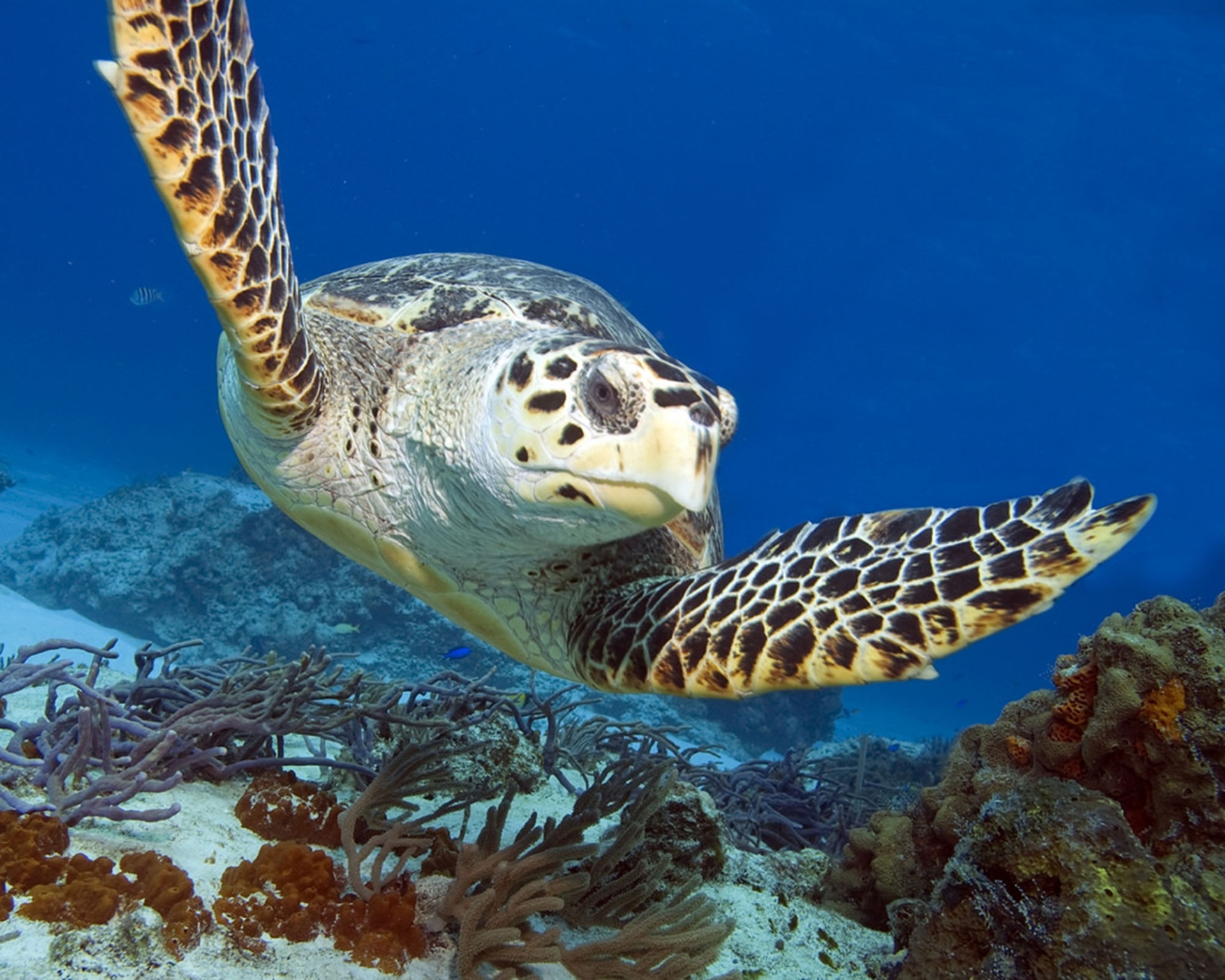 TORTUGA