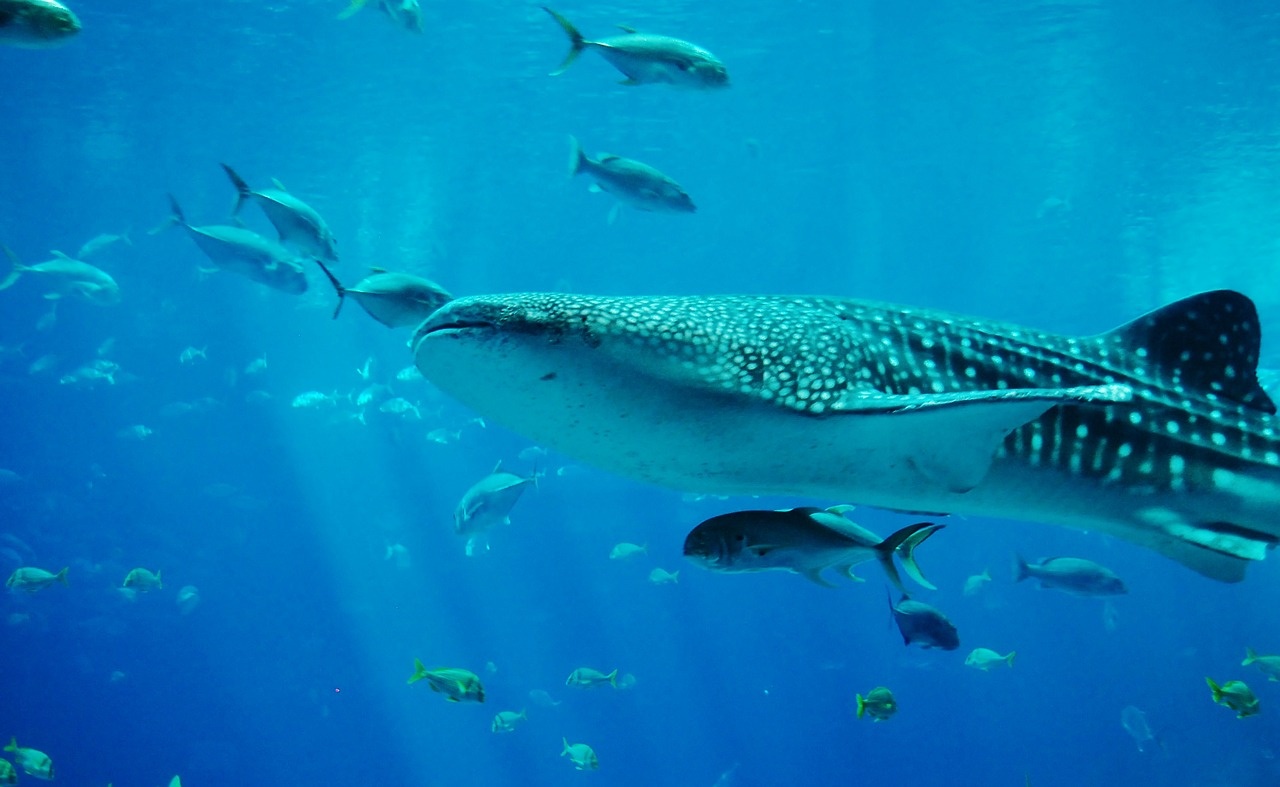 whale sharks