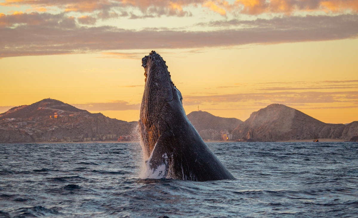 Whale Watching Los Cabos