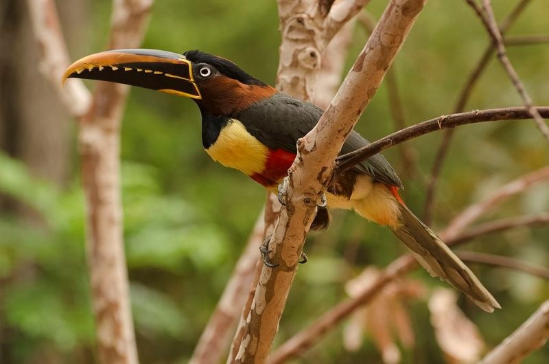 acari bird watching