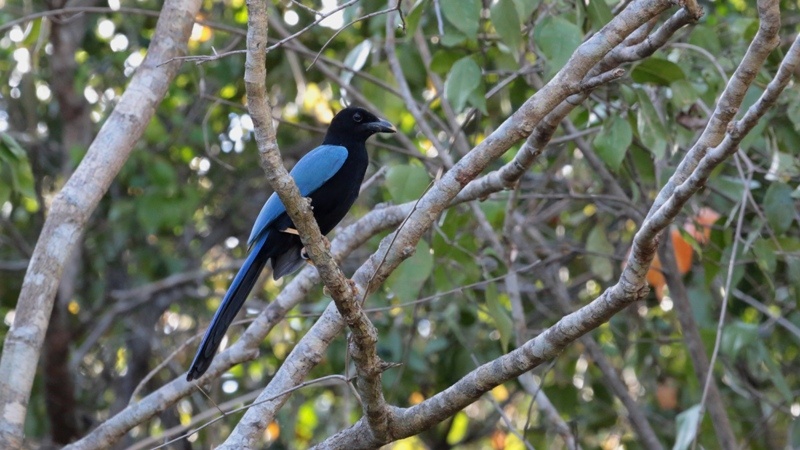 yucatan jay bird watching