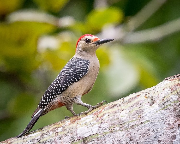 bird watching cancun
