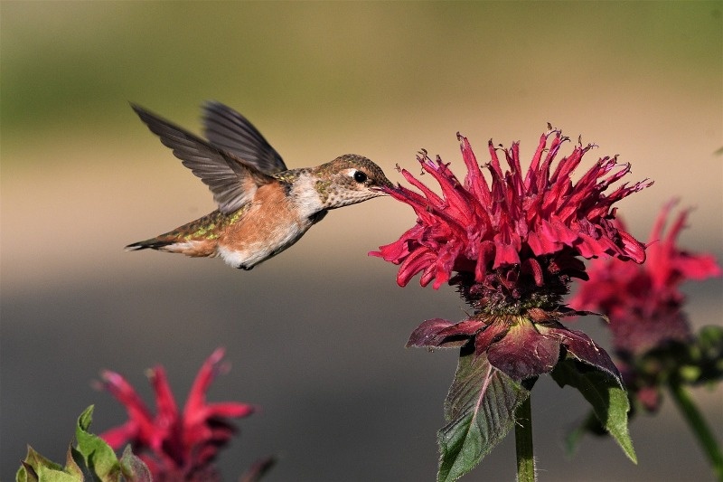 hummingbird bird watching