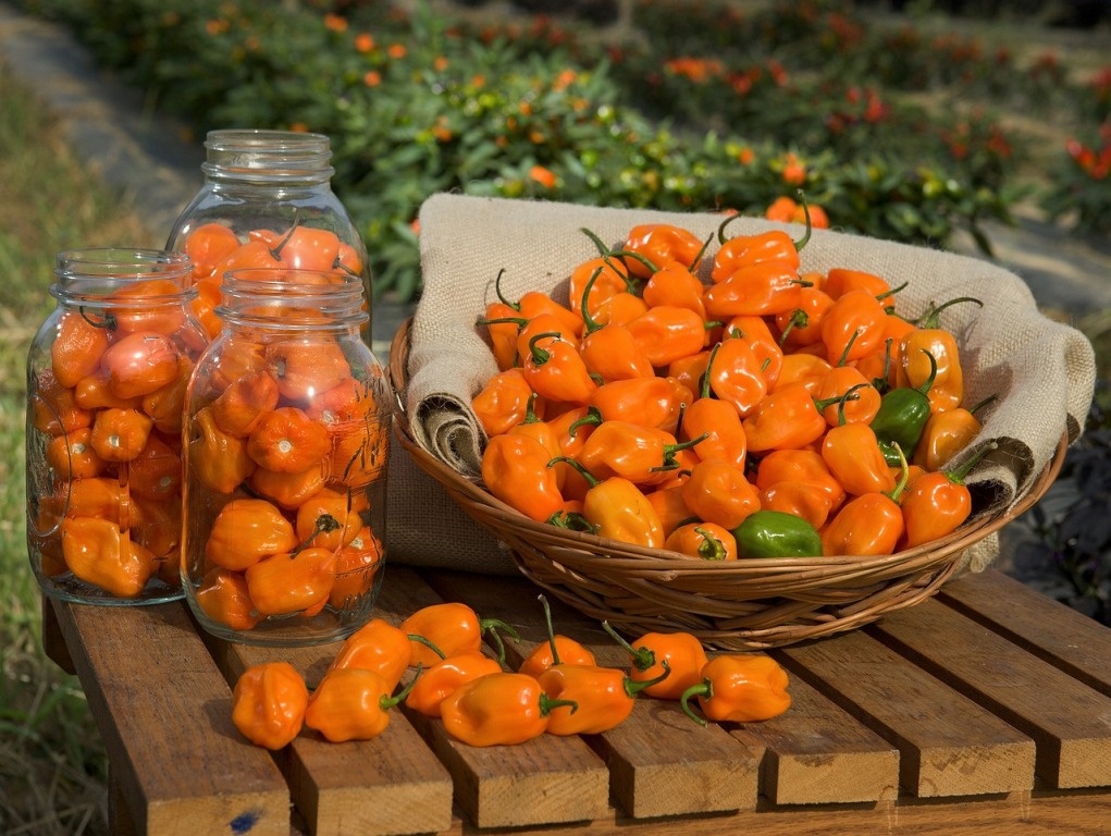 yucatan food guide